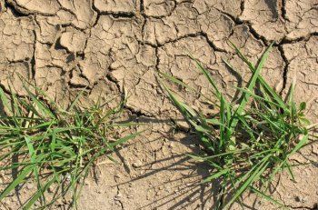 Dry Barren Ground